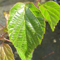 Viburnum betulifolius